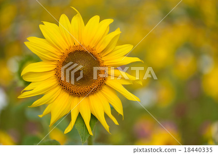 sunflower sunflower 18440335