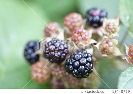 blackberry blackberry 18440759