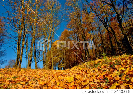 Yellow Orange Autumn Forest, colorful leaves 18440836