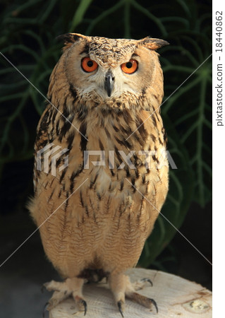 Bengal Eagleworm 18440862