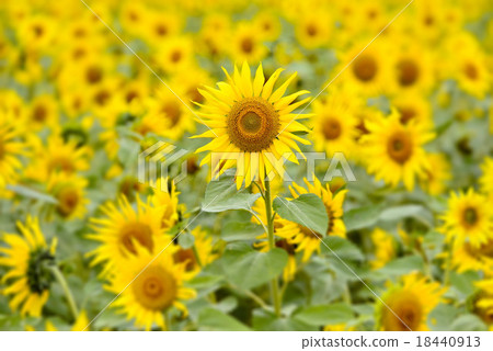 Sunflower field Sunflower field 18440913
