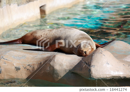 海獅 18441274