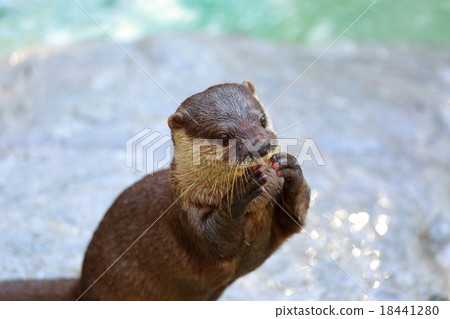 otter 18441280