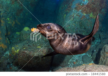 Puppy sea lion underwater holding a coral in mouth 18441580