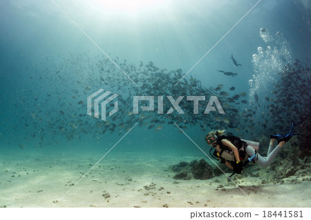 cormorant while fishing underwater in bait ball 18441581