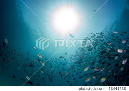 cormorant while fishing underwater in bait ball 18441588