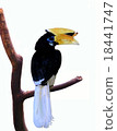 Hornbill sitting on tree branch over white 18441747