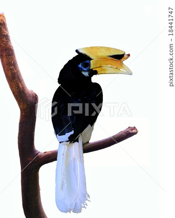 Hornbill sitting on tree branch over white 18441747
