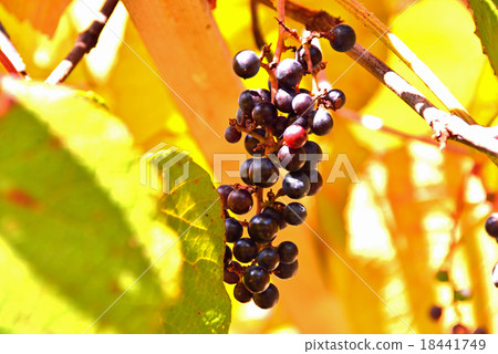 Mountain grape fruit Mountain grape fruit 18441749