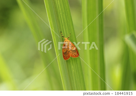 Orange color is brilliant Hagatabenikokega Orange color is brilliant Hagatabenikokega 18441915