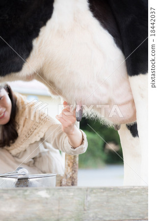 Milking female 18442037