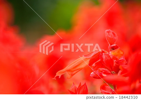 Close-up photography with a macro lens of a red salvian flower Close-up photography with a macro lens of a red salvian flower 18442310