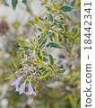 雜色的abelia 18442341
