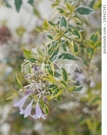 雜色的abelia 18442341