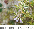雜色的abelia 18442342