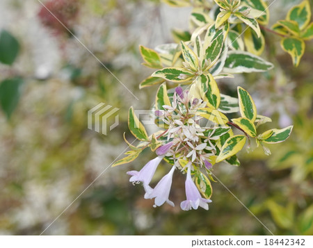 雜色的abelia 18442342