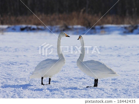 Swan Swan 18442435
