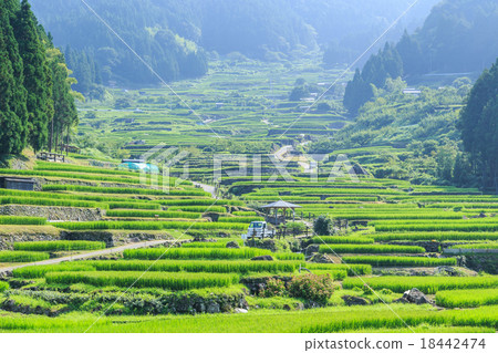 Mid-summer early morning Yotsuya thousand sheets Mid-summer early morning Yotsuya thousand sheets 18442474