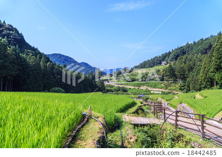 Mid-summer early morning Yotsuya thousand sheets 18442485