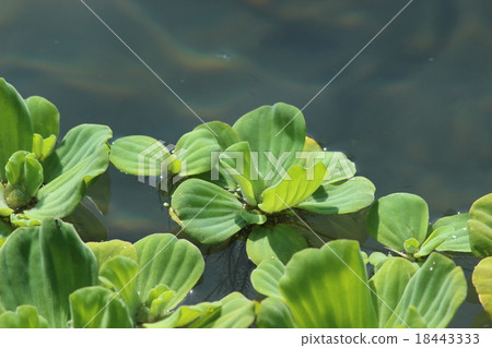 Button ducksa Button ducksa 18443333