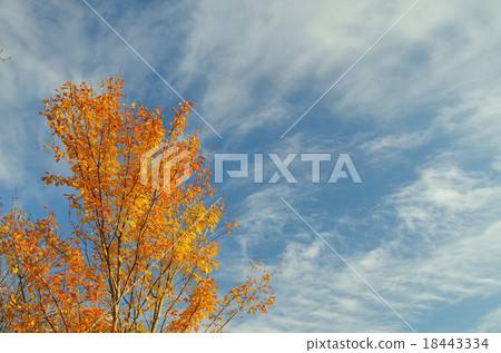 Autumn image (autumn leaves and autumn sky) Autumn image (autumn leaves and autumn sky) 18443334