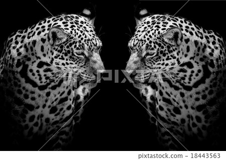 close up Jaguar Portrait 18443563