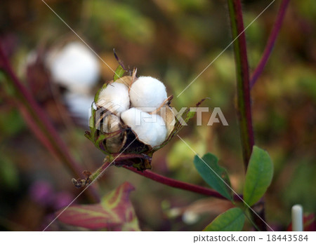 棉（棉球） 18443584