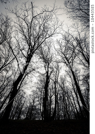 Mighty trees standing in the enchanted forest 18443585