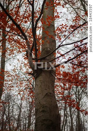 Autumn day in the enchanted forest Autumn day in the enchanted forest 18443597