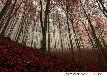 Autumn day in the enchanted forest  18443599