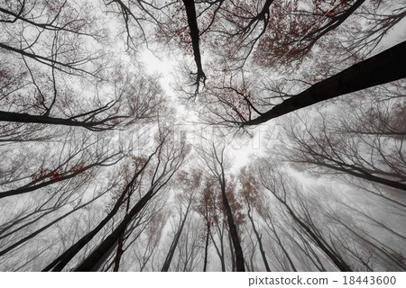 Mighty trees standing in the enchanted forest 18443600