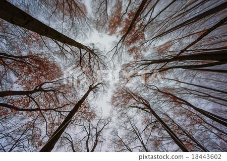 Mighty trees standing in the enchanted forest 18443602