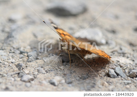 Shark's beard 18443920