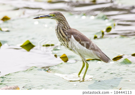 Chinese Pond Heron Chinese Pond Heron 18444113