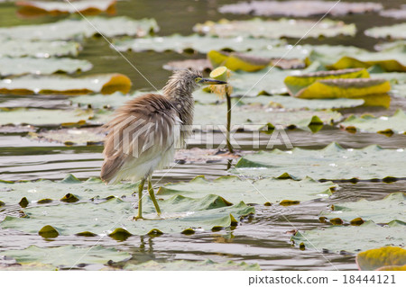 Chinese Pond Heron Chinese Pond Heron 18444121