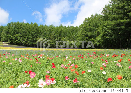  Farm Tomita 18444145
