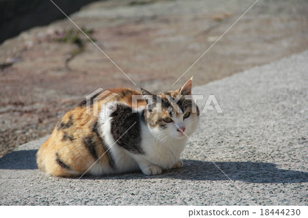 Cat  18444230