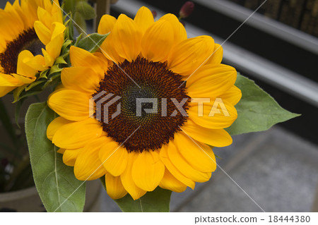向日葵 18444380