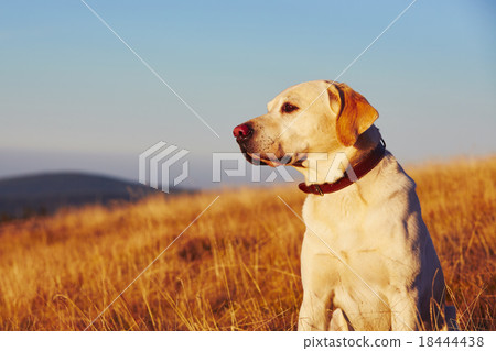 Dog at the sunset 18444438