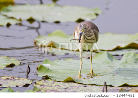 Chinese Pond Heron Chinese Pond Heron 18444481