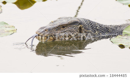 Large monitor lizard in canal 18444485