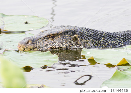 Large monitor lizard in canal 18444486