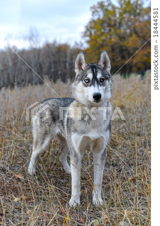 The gray wolf in the autumn forest The gray wolf in the autumn forest 18444581
