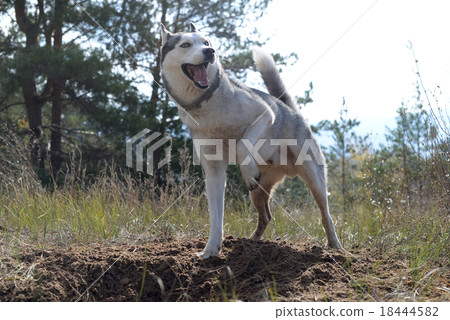Hunter - Huskies dug a hole in the woods Hunter - Huskies dug a hole in the woods 18444582