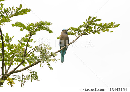 Blue Indian Roller on a branch 18445164