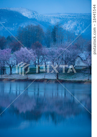 Cherry blossoms and snow Cherry blossoms and snow 18445544