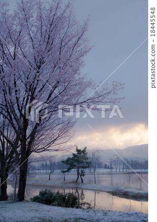 櫻花和雪 18445548