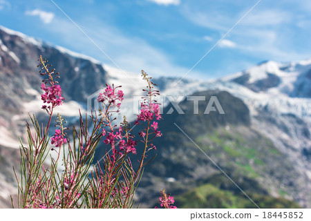 Swiss Apls with wild pink flowers Swiss Apls with wild pink flowers 18445852