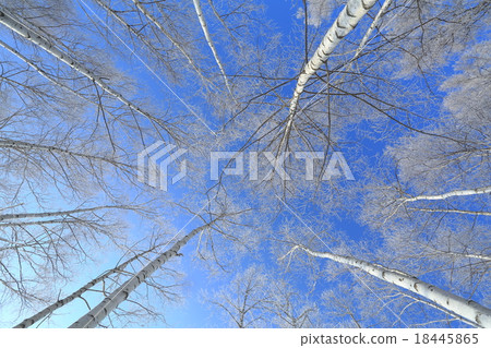 Souten white birch forest 18445865