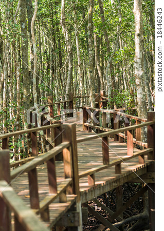 A passage in the mangroves 18446243